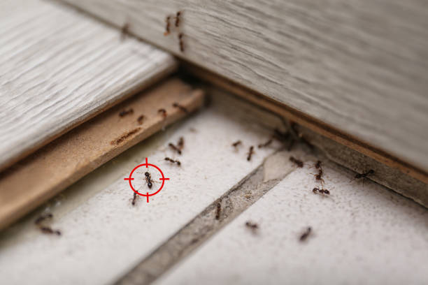 Best Spider Control Near Me  in Eastpoint, FL