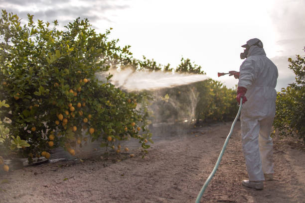 Best Local Pest Control Services  in Eastpoint, FL