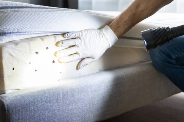 Best Termite Control Services  in Eastpoint, FL