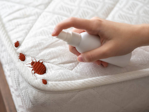 Reliable Eastpoint, FL Pest Control Solutions