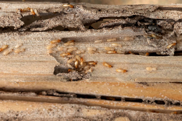 Best Best Pest Control Companies  in Eastpoint, FL