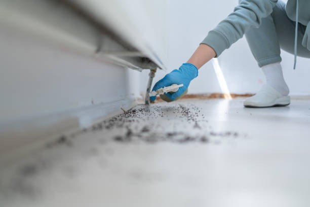 Flea Control Services in Eastpoint, FL